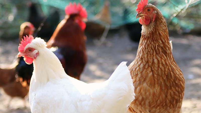 ฝันเห็นไก่เลขเด็ด