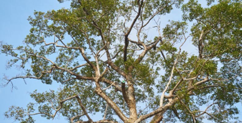 เลขนำโชค