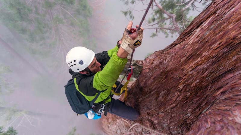 ฝันว่าปีนต้นไม้-เลขเด็ด